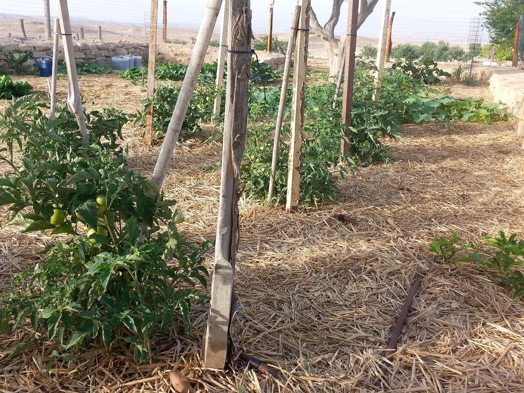 מלון Shivta Farm מראה חיצוני תמונה